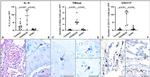 IL-4 Antibody in Immunohistochemistry (IHC)