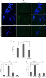 IL-6 Antibody in Immunocytochemistry (ICC/IF)