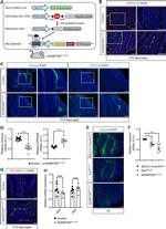 Versican V0, V1 Neo Antibody in Immunocytochemistry, Immunohistochemistry (PFA fixed) (ICC/IF, IHC (PFA))