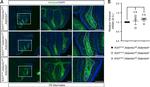 Versican V0, V1 Neo Antibody in Immunocytochemistry (ICC/IF)