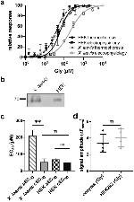 eGFP Antibody in Western Blot (WB)