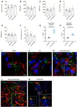 Calnexin Antibody in Immunocytochemistry (ICC/IF)