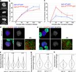 NCAPH2 Antibody in Immunocytochemistry (ICC/IF)