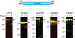 V5 Tag Antibody in Western Blot (WB)