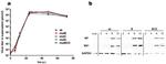 Influenza A NP Antibody in Western Blot (WB)