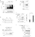 O-linked N-acetylglucosamine (O-GlcNAc) Antibody in Western Blot (WB)