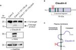 Claudin 8 Antibody in Western Blot (WB)