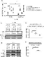 U2AF1 Antibody in Western Blot (WB)