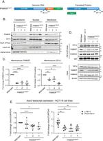 alpha Tubulin Antibody in Western Blot (WB)