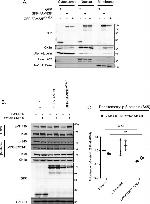 alpha Tubulin Antibody in Western Blot (WB)