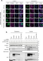 alpha Tubulin Antibody in Western Blot (WB)