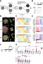 MMP2 Antibody in Immunocytochemistry (ICC/IF)