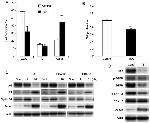 p21 Antibody in Western Blot (WB)