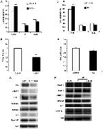 p21 Antibody in Western Blot (WB)