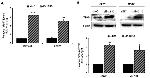 beta Actin Antibody in Western Blot (WB)