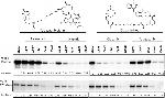 PARP1 Antibody in Western Blot (WB)