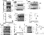 Phospho-Tau (Thr212) Antibody in Western Blot (WB)