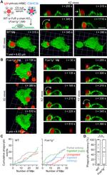 F4/80 Antibody in Immunocytochemistry (ICC/IF)