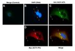 HA Tag Antibody in Immunocytochemistry (ICC/IF)