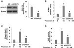 GPR173 Antibody in Western Blot (WB)