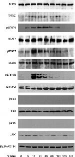 SHP2 Antibody in Western Blot (WB)