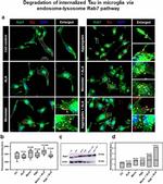 Tau Antibody in Immunocytochemistry (ICC/IF)