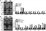 FAM83B Antibody in Western Blot (WB)