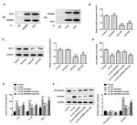 KLF2 Antibody in Western Blot (WB)