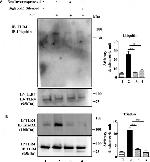 RNF216 Antibody in Western Blot (WB)