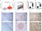 HOXA1 Antibody in Immunohistochemistry (IHC)