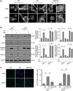 Caspase 12 Antibody in Western Blot (WB)