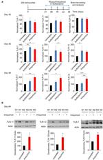 TLR7 Antibody in Western Blot (WB)