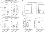 CD4 Antibody in Flow Cytometry (Flow)