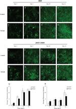 Laminin Antibody in Immunocytochemistry (ICC/IF)