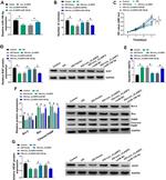 Bcl-2 Antibody in Western Blot (WB)