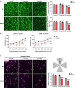 Opsin 4 Antibody in Immunocytochemistry (ICC/IF)