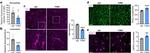 Opsin 4 Antibody in Immunocytochemistry (ICC/IF)