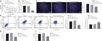 F4/80 Antibody in Immunocytochemistry (ICC/IF)