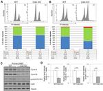 Cyclin A Antibody in Western Blot (WB)