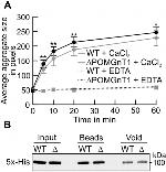 Penta-His Tag Antibody in Western Blot (WB)