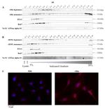 RAB7 Antibody in Western Blot (WB)