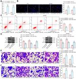 Bcl-2 Antibody in Western Blot (WB)