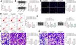 Bcl-2 Antibody in Western Blot (WB)