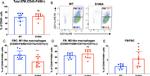 CD11c Antibody in Flow Cytometry (Flow)