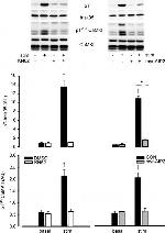 Triadin Antibody in Western Blot (WB)