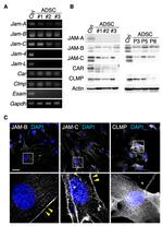 JAM3 Antibody in Western Blot (WB)