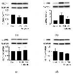 Claudin 3 Antibody in Western Blot (WB)