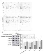 GluD1 Antibody in Western Blot (WB)