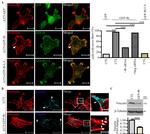 Vinculin Antibody in Western Blot, Immunocytochemistry (WB, ICC/IF)