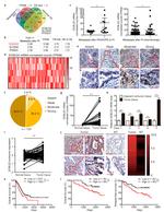 DCBLD2 Antibody in Immunohistochemistry (Paraffin) (IHC (P))